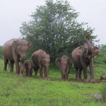 Sri Lankan elephants