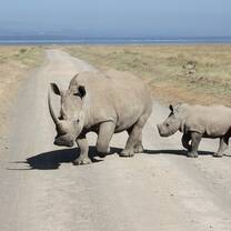 Rhinos in Kenya