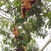 Bold Uakari ( cacajao calvus) monkeys at Tapiche Reserve, Peru