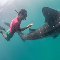 Collecting blood samples from a Whale shark