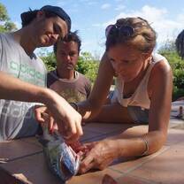 Fish disection 