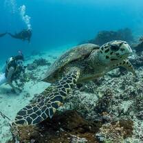 Diving with Turtles