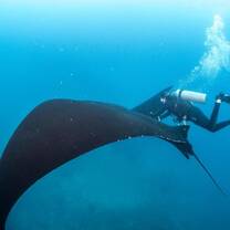 Manta Ray research