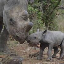 Hands-on rhino conservation