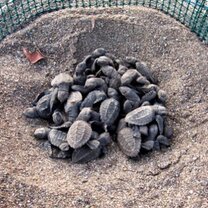 Baby turtles in the hatchery  Turtle conservation in costa rica