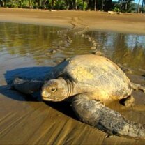 Work with turtles of all sizes Turtle conservation Costa Rica