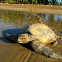 Turtle conservation Costa Rica