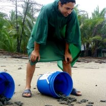 Watch the baby turtles set off on their life journey  Turtle conservation project