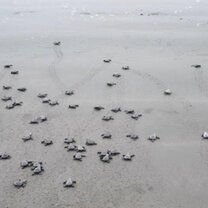 Make a difference and help save the turtle population  Turtle project in Costa Rica