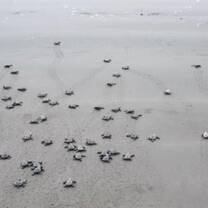Turtle project in Costa Rica 