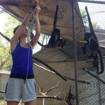 A volunteer takes care of the enrichment for the monkeys.