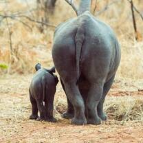 Wildlife Conservation in Victoria Falls with IVHQ