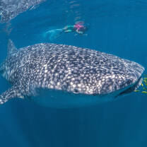 Mozambique diving and marine conservation
