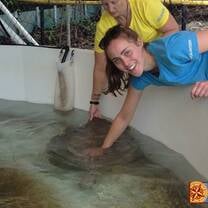 volunteers scratching turtle shells