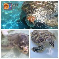 three turtles