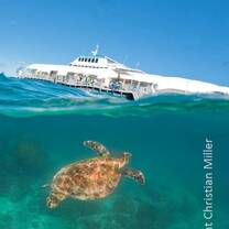 sea turtle in the water