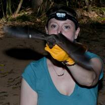 A volunteer releases a bat.
