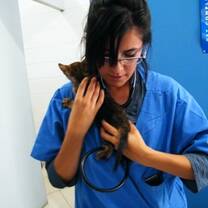 A volunteer examines a rescue cat.