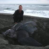 A mama leatherback turtle lays her eggs.