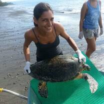 Volunteering with sea turtles.