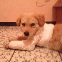 A puppy with a leg cast!
