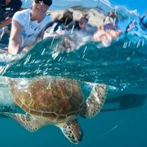 turtle being released into the great barrier reef