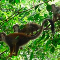 Monkeys in our wildlife center in the Amazon