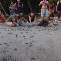 Turtle release day!