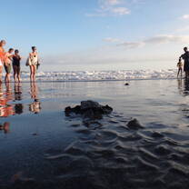People gathering around to watch sea turtles during nesting and hatchling season
