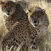 Carnivore Conservation in Namibia
