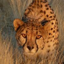 Carnivore Conservation in Namibia