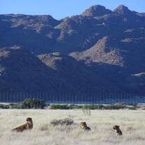 Carnivore Conservation in Namibia