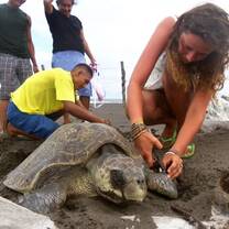 Turtle conservation Guatemala