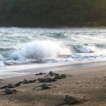 leatherback hatchlings scurrying to the ocean at sunrise