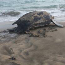 female leatherback returning to ocean after nesting