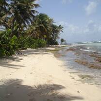 Sandy Island - volunteer paradise