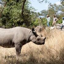Volunteering with rhino