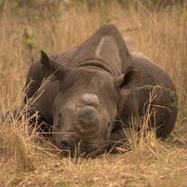 Rhino conservation