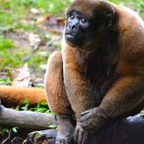 Wooly Monkey at the Amazon Wildlife Program