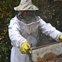 Harvesting for honey at the Bee Farm Program