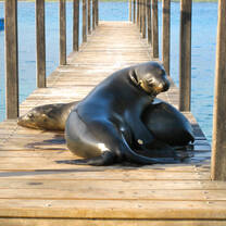 Sea Lions found sunbathing in Puerto Ayora, Galapagos