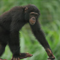 Chimpanzee