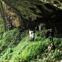 Rainforest