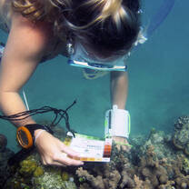 Coral bleaching monitoring