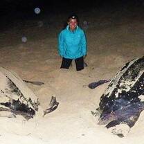 KIDO volunteer with two post-nesting leatherbacks