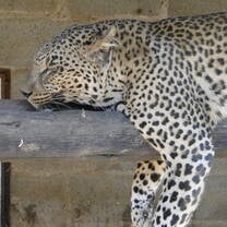 leopard, wildlife, rehabilitation, hands-on