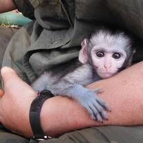Volunteer holding a cute monkey at a rehabilitation center in Zimbabwe.