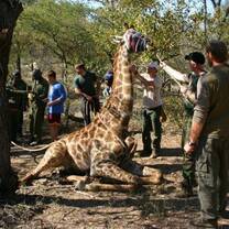 Eko Tracks: Volunteer in Africa