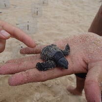 Turtle conservation camp