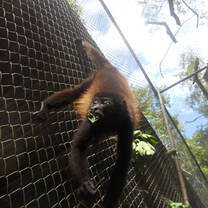 A howler monkey is ready for release.